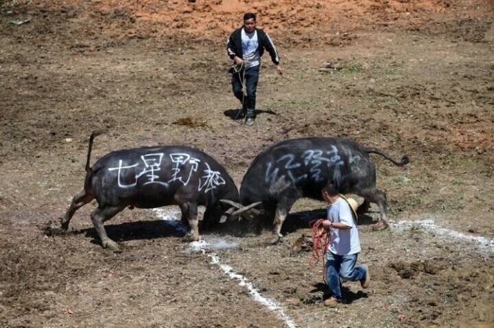 貴州省で大歓声響き渡るトン族の伝統行事「闘牛大会」―中国