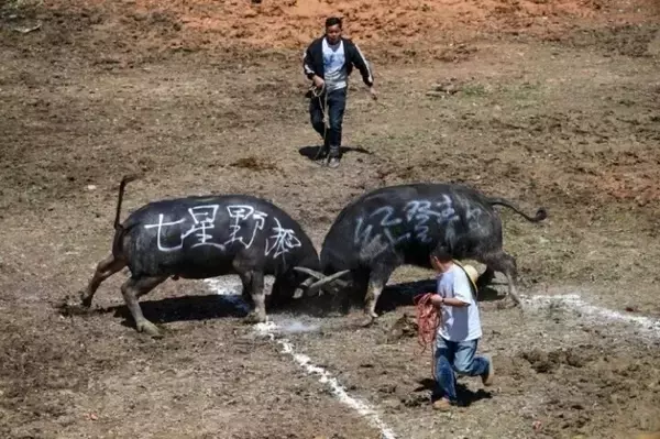 「貴州省で大歓声響き渡るトン族の伝統行事「闘牛大会」―中国」の画像