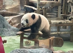 インドネシアで生まれた初のパンダ「リオ」、現地動物園で元気に成長