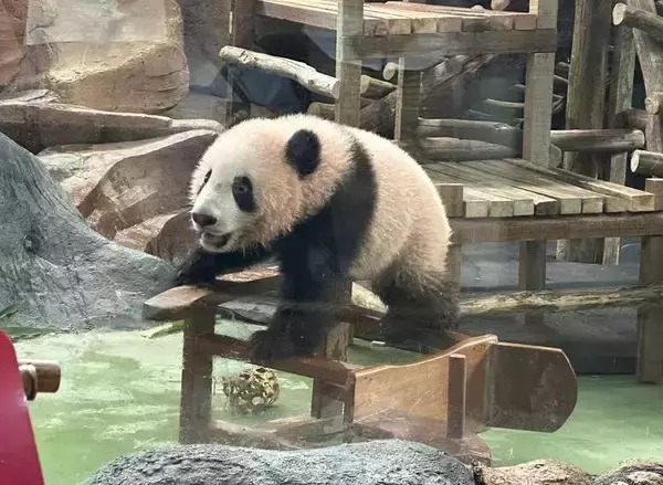インドネシアで生まれた初のパンダ「リオ」、現地動物園で元気に成長