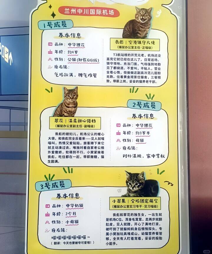 蘭州空港が迷い込んだ「親子3匹」を雇用、特設部門に配置―中国メディア