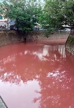 広東省で川が真っ赤に、魚も死ぬ―中国
