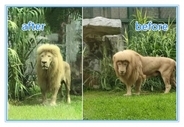 広州動物園のライオン、「前髪ぱっつん」は雨にぬれたため、今度はオールバックに―中国