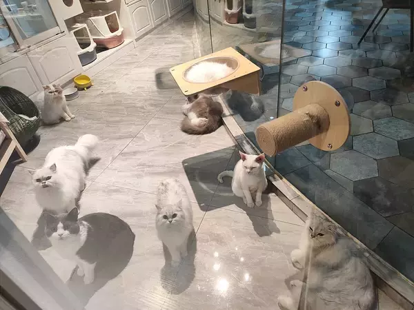 春節が近づきペット預かりサービスが予約困難に―中国