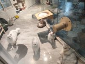 春節が近づきペット預かりサービスが予約困難に―中国