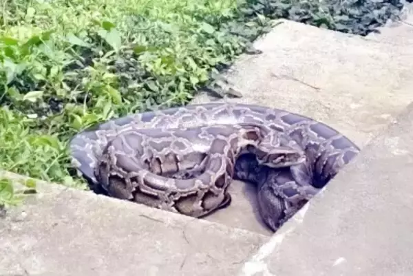 広東省の山で体長数メートルのヘビ発見、巨大な体に注目集まる―中国