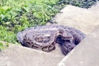 広東省の山で体長数メートルのヘビ発見、巨大な体に注目集まる―中国