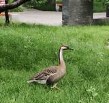 「北京外語大に出現した「飛べない大きな鳥」、サカツラガンと判明―中国」の画像1