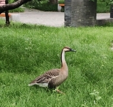 北京外語大に出現した「飛べない大きな鳥」、サカツラガンと判明―中国
