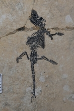 中国と海外の研究者、1億2500万年前の哺乳類がすでに泳いでいたことを確認