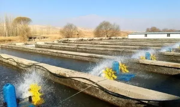「新疆・天山で育ったサーモンやニジマスが大都市の市場へ―中国」の画像