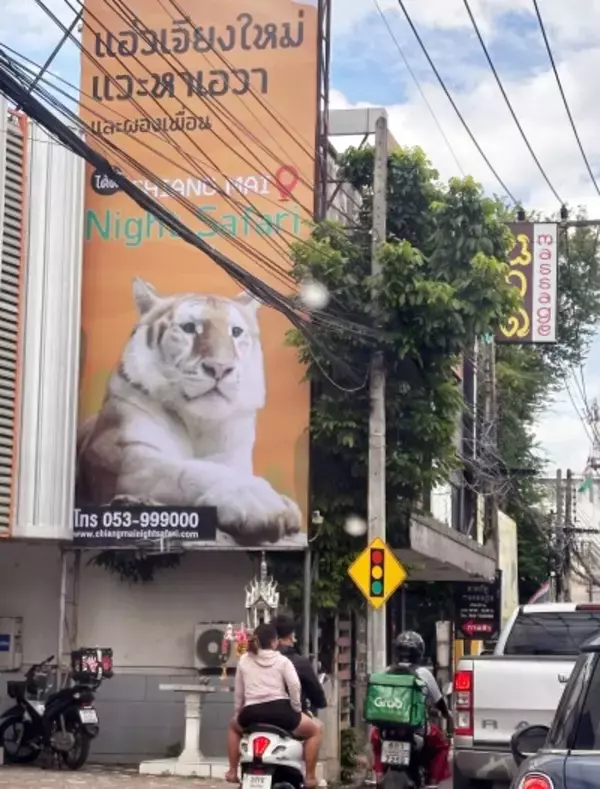 タイのチェンマイで11日間に72頭のトラが死ぬ―中国メディア