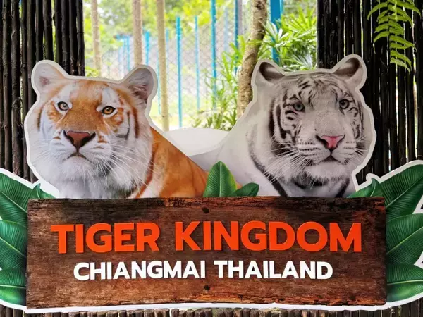 「タイのチェンマイで11日間に72頭のトラが死ぬ―中国メディア」の画像