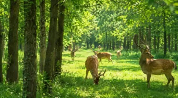 中国で一度は絶滅した珍獣、野生個体が急増…今や8800頭超に