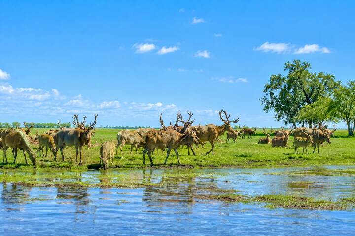中国で一度は絶滅した珍獣、野生個体が急増…今や8800頭超に