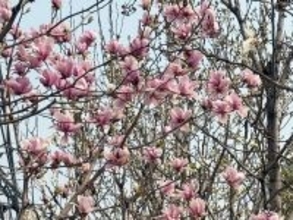 清掃員が木に咲いた花をたたき落とす、観光客の制止も聞かず―中国