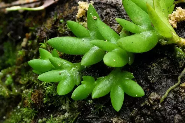 「広西で希少ランの「ヒメシラヒゲラン」の自生を初確認―中国」の画像