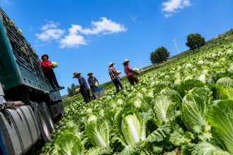 白菜をホルムアルデヒドに浸して出荷、当局が緊急調査に乗り出す―中国