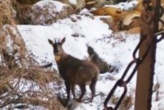 華山でナイトハイク客が「神の使い」シフゾウに遭遇―中国