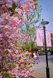 「北京初の川沿いの桜並木が間もなく公開へ―中国」の画像1