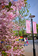 北京初の川沿いの桜並木が間もなく公開へ―中国