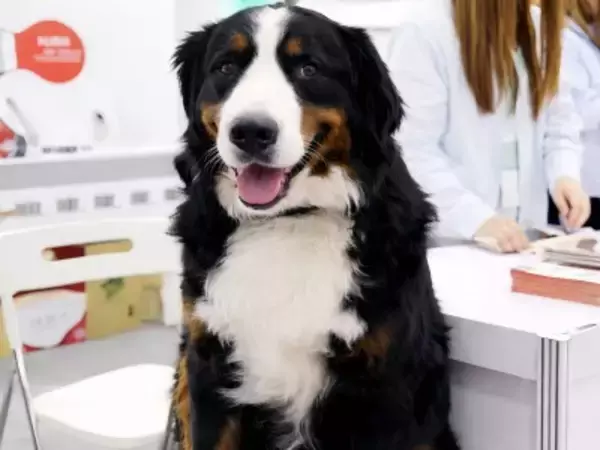 行方不明の犬に懸賞金1320万円、弁護士「法的効力ある」―中国