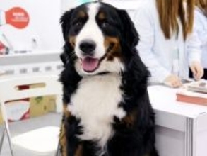 行方不明の犬に懸賞金1320万円、弁護士「法的効力ある」―中国