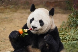 杭州野生動物世界が動物のために特製「年越し料理」準備―中国