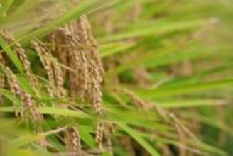 「韓国で余っているコメを日本へ」李大統領が輸出協議を指示＝韓国ネット「悪くない」「現実的に難しい」