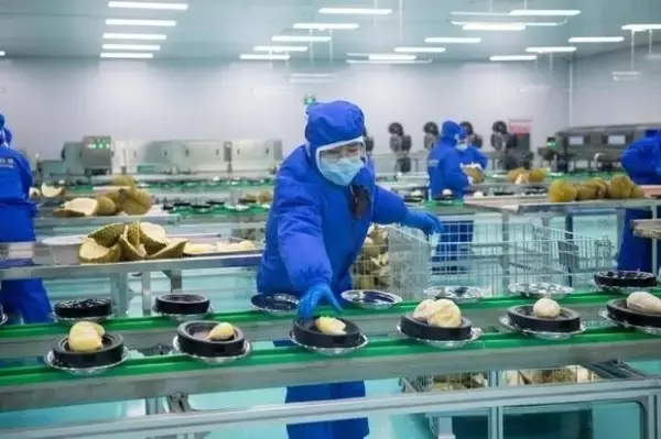 「インドネシアから中国への輸出第1号となる冷凍ドリアンが広西に到着」の画像