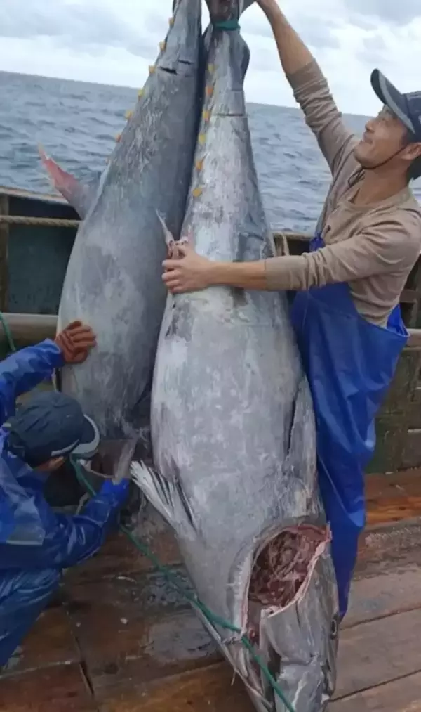 浙江省の漁師、「巨大マグロ」2尾を捕獲―中国
