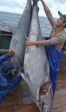 浙江省の漁師、「巨大マグロ」2尾を捕獲―中国