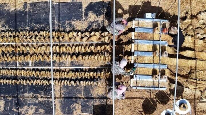 トングリ砂漠で春の砂防作業が佳境に―中国