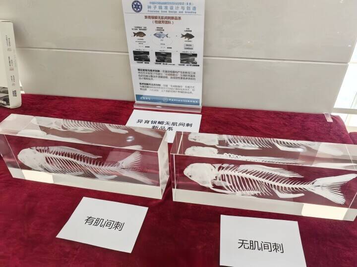 中国が「小骨のない魚」の育成に成功、2026年にも食卓へ―香港メディア