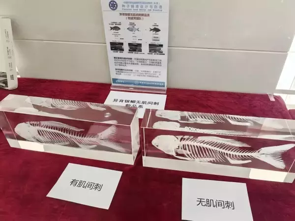 「中国が「小骨のない魚」の育成に成功、2026年にも食卓へ―香港メディア」の画像