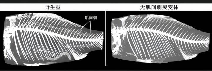 中国が「小骨のない魚」の育成に成功、2026年にも食卓へ―香港メディア