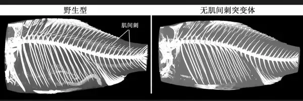 「中国が「小骨のない魚」の育成に成功、2026年にも食卓へ―香港メディア」の画像