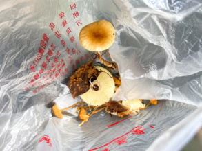 AIが「無毒」と判定したキノコ、食べた男性がICUに搬送―中国