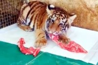 動物園がトラの死を隠し、別のトラを使ったライブ配信で収益化―中国