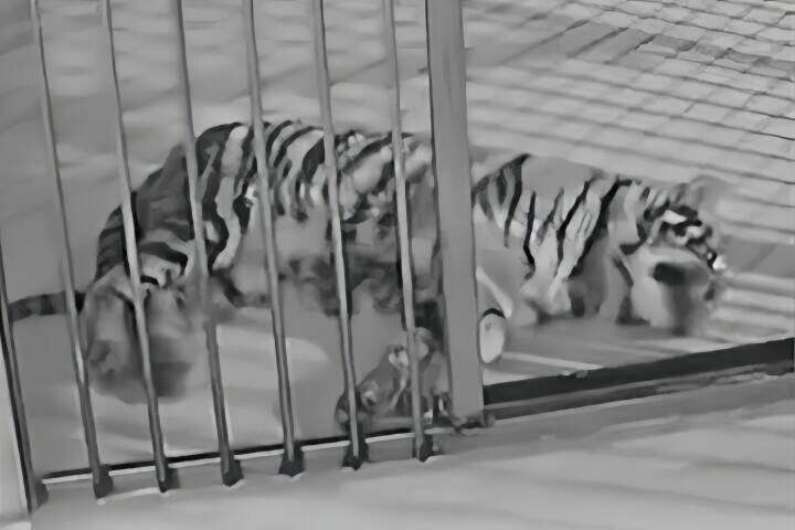動物園がトラの死を隠し、別のトラを使ったライブ配信で収益化―中国