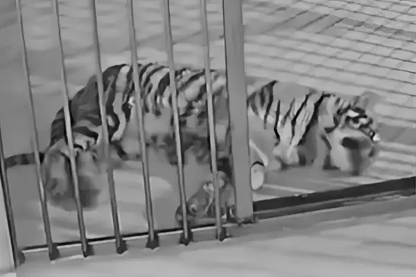 「動物園がトラの死を隠し、別のトラを使ったライブ配信で収益化―中国」の画像