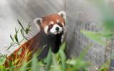 「中国が寄贈したレッサーパンダ2頭が台北市立動物園に到着」の画像1