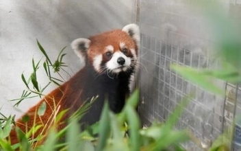 中国が寄贈したレッサーパンダ2頭が台北市立動物園に到着