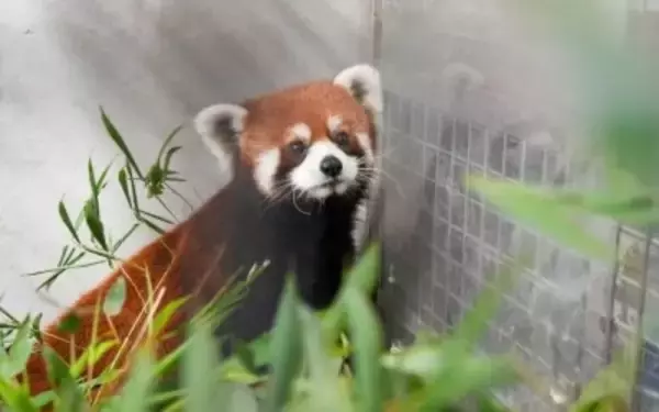 中国が寄贈したレッサーパンダ2頭が台北市立動物園に到着