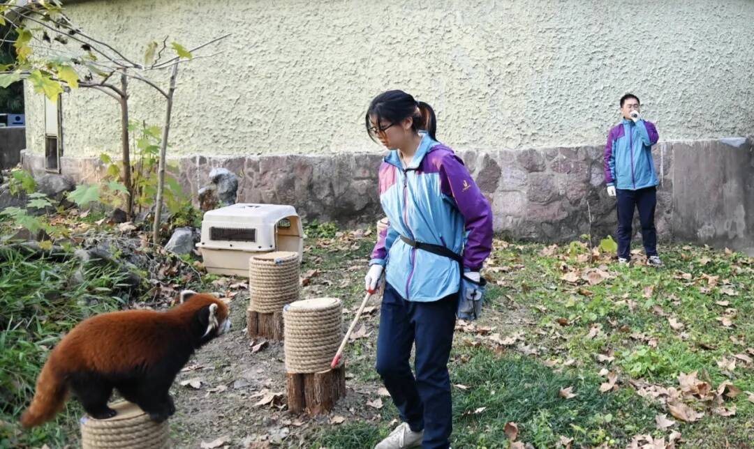 中国が寄贈したレッサーパンダ2頭が台北市立動物園に到着