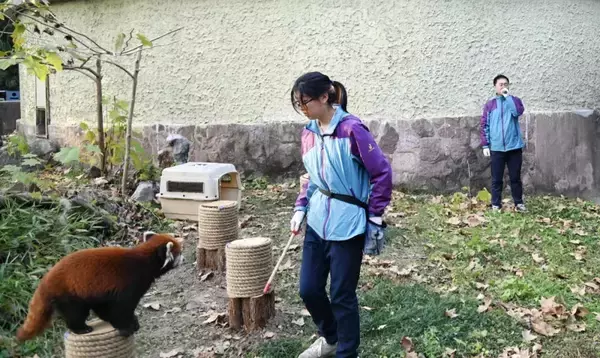 「中国が寄贈したレッサーパンダ2頭が台北市立動物園に到着」の画像