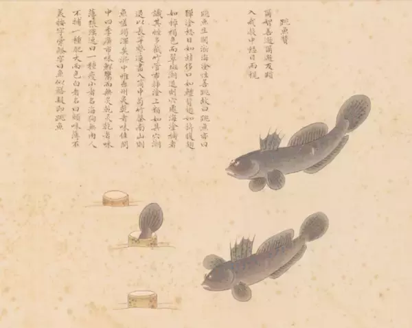 「300年以上前の「海洋オタク」はここまでこだわった！10年以上かけて371種の海洋生物を描いた男」の画像