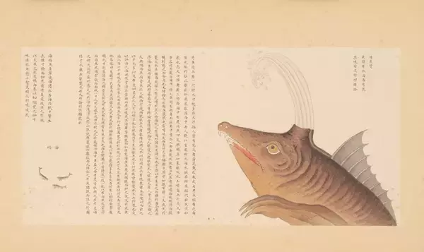 「300年以上前の「海洋オタク」はここまでこだわった！10年以上かけて371種の海洋生物を描いた男」の画像