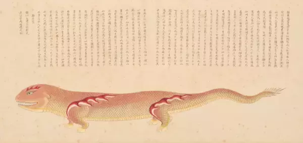 「300年以上前の「海洋オタク」はここまでこだわった！10年以上かけて371種の海洋生物を描いた男」の画像