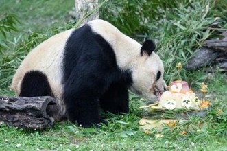 マドリード動物園でパンダ「冰星」と「花嘴巴」ファミリーの歓送会―スペイン